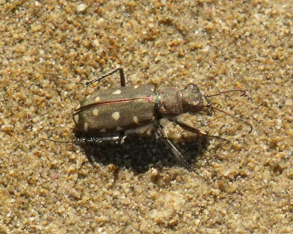 Cicindela di spiaggia da id: Calomera littoralis nemoralis
